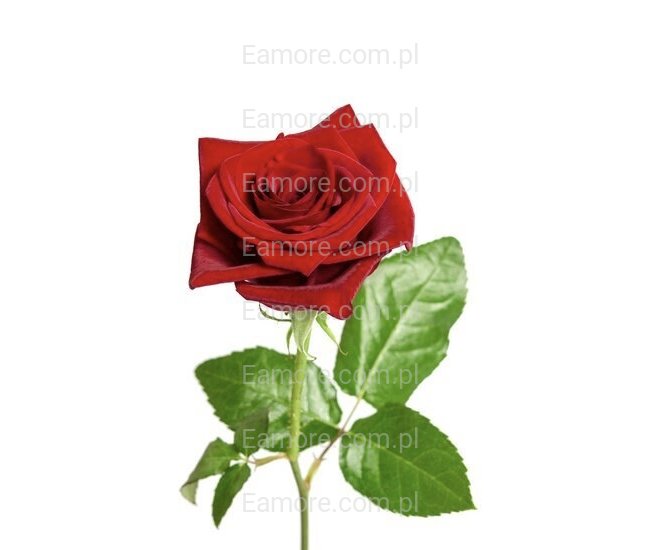 Pan szuka pani Warszawa