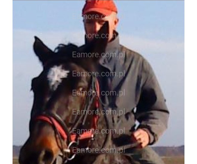 Pan szuka pani Oleśnica