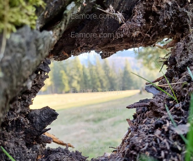 Pan szuka pani Zakopane