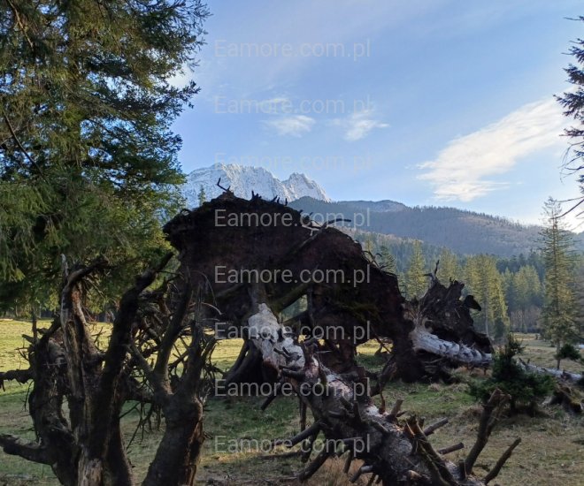 Pan szuka pani Zakopane