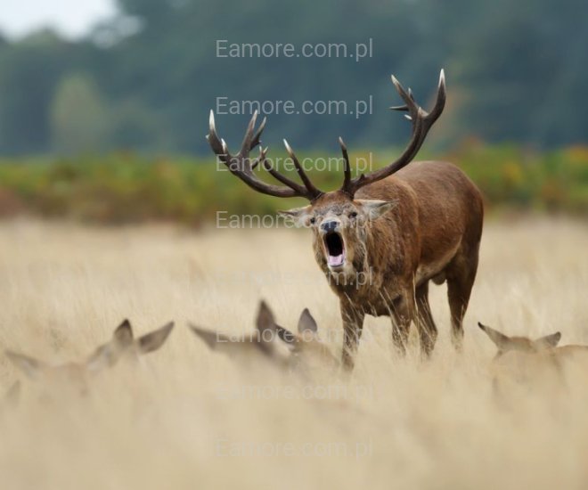 Pan szuka pani Łódź