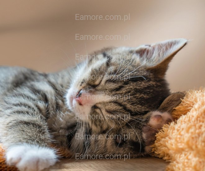 Pan szuka pani Pomorskie