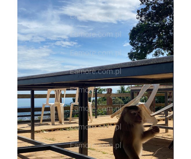 Pan szuka pani Czeladź