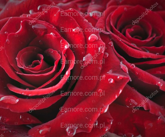 Pan szuka pani Śląskie