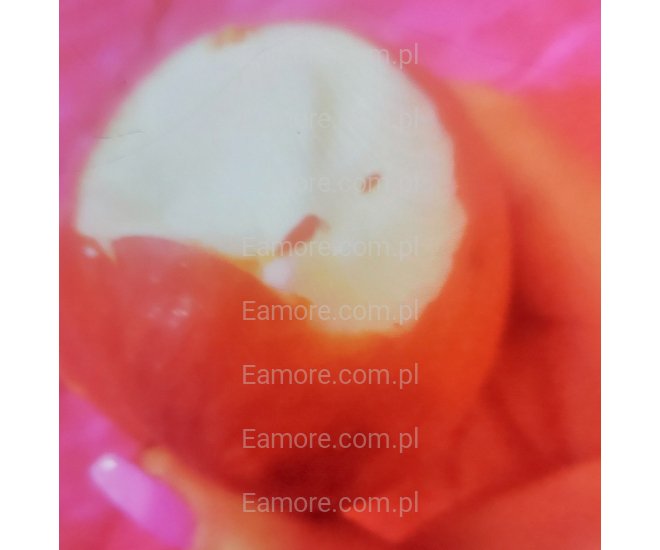 Pani szuka pana Kraków, Stare Miasto