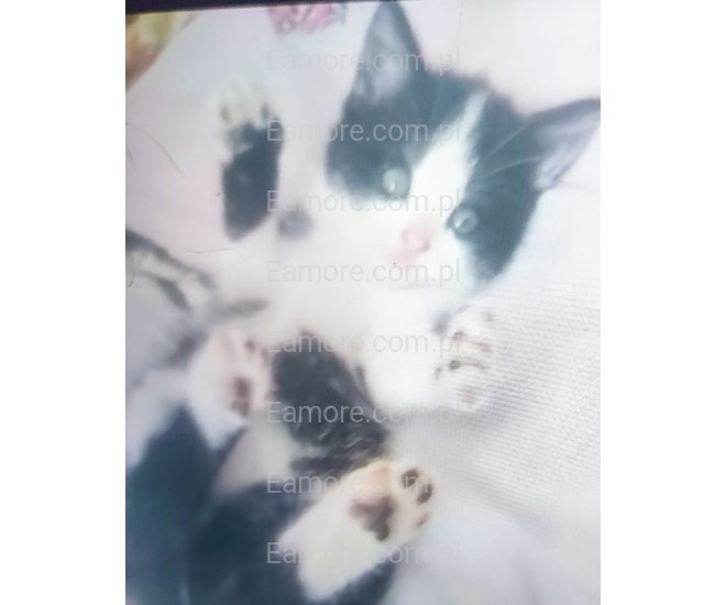 Pani szuka pana Kraków, Stare Miasto