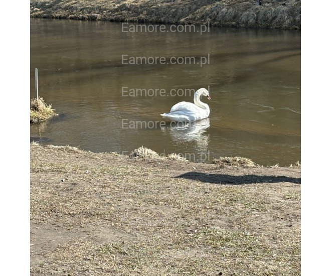Pan szuka pani Włocławek